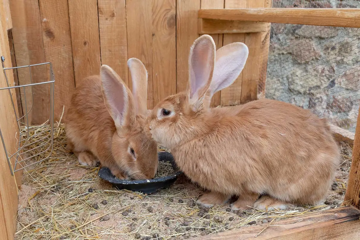 Tiere zum Streicheln